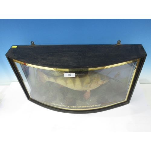 532 - An ebonised and glazed bow fronted taxidermy Case displaying a Perch amongst naturalistic aquatic ve... 