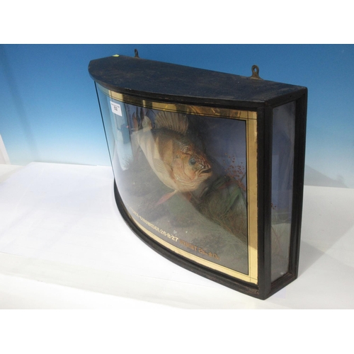 532 - An ebonised and glazed bow fronted taxidermy Case displaying a Perch amongst naturalistic aquatic ve... 