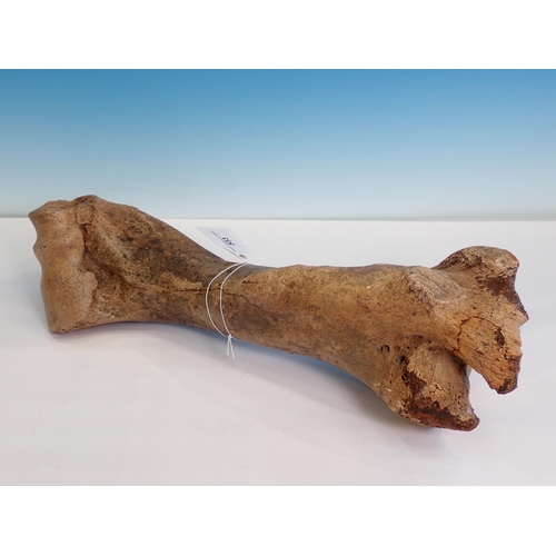 533 - An Auroch Humerus, dredged from the North Sea, Doggerland 17in L