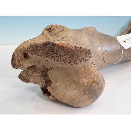 533 - An Auroch Humerus, dredged from the North Sea, Doggerland 17in L