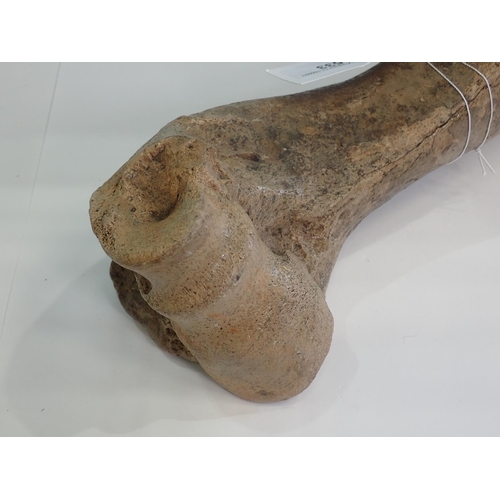 533 - An Auroch Humerus, dredged from the North Sea, Doggerland 17in L