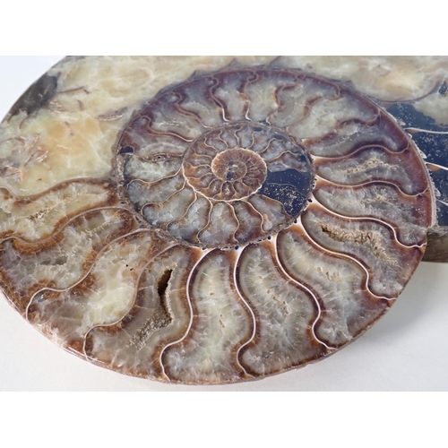 537 - A pair of halved Cleoniceras Ammonite 9 1/2in W approx