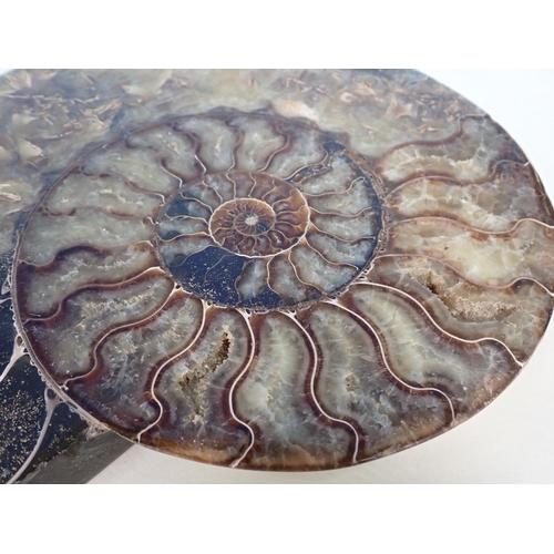 537 - A pair of halved Cleoniceras Ammonite 9 1/2in W approx