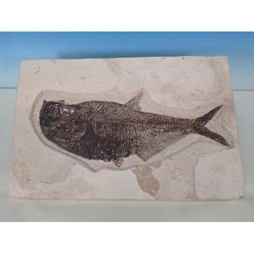 539 - A fossilised Diplomystus Fish Specimen 19in W x 12in H