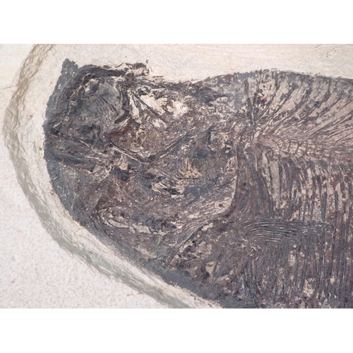 539 - A fossilised Diplomystus Fish Specimen 19in W x 12in H