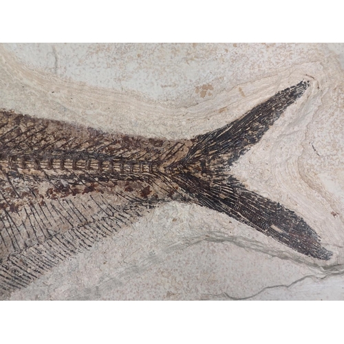 539 - A fossilised Diplomystus Fish Specimen 19in W x 12in H