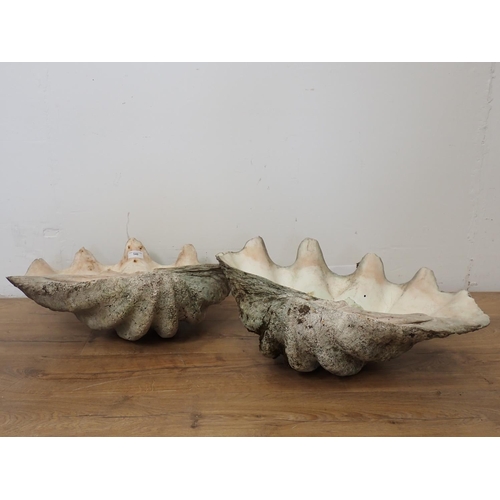 540 - A pair of large Clam Shells both 2ft W approx