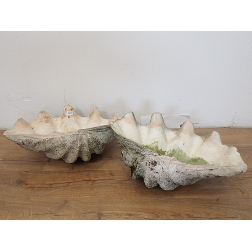 540 - A pair of large Clam Shells both 2ft W approx