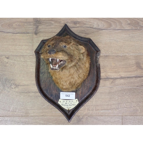 542 - A taxidermy Otter Mask on oak shield bearing H. Murray & Son paper label to reverse and ivory plaque... 