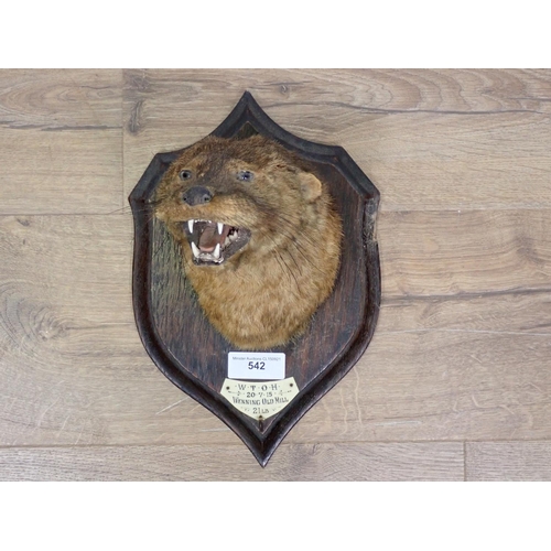 542 - A taxidermy Otter Mask on oak shield bearing H. Murray & Son paper label to reverse and ivory plaque... 