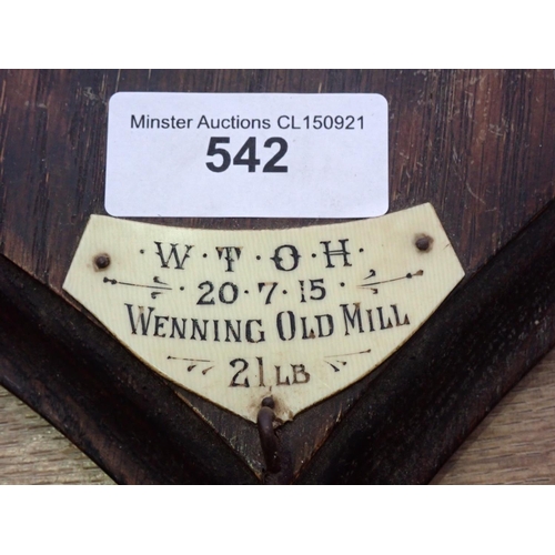 542 - A taxidermy Otter Mask on oak shield bearing H. Murray & Son paper label to reverse and ivory plaque... 