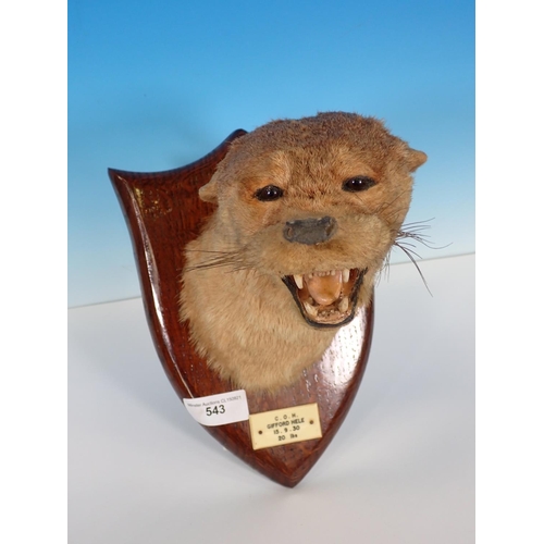 543 - A taxidermy Otter Mask by Peter Spicer & Sons on oak shield, bearing stamped mark to rear and No.197... 