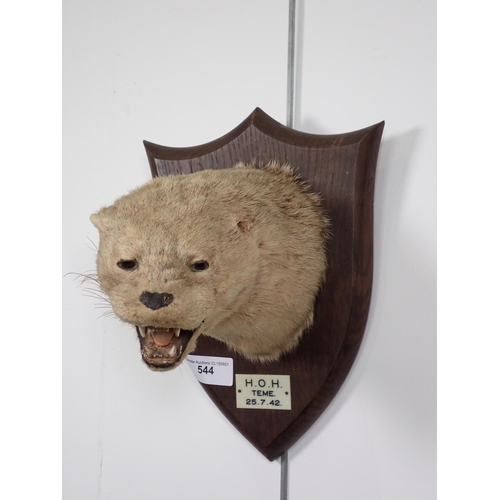 544 - A taxidermy Otter Mask by Peter Spicer & Sons with stamp to rear, serial No.4861, ivorine label on f... 