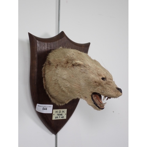 544 - A taxidermy Otter Mask by Peter Spicer & Sons with stamp to rear, serial No.4861, ivorine label on f... 