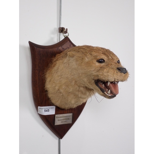 545 - A taxidermy Otter Mask by Peter Spicer & Sons with impressed stamp to rear and metal label engraved ... 