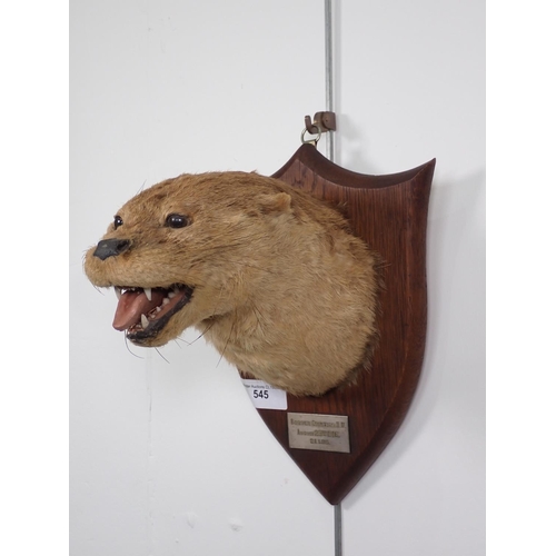 545 - A taxidermy Otter Mask by Peter Spicer & Sons with impressed stamp to rear and metal label engraved ... 