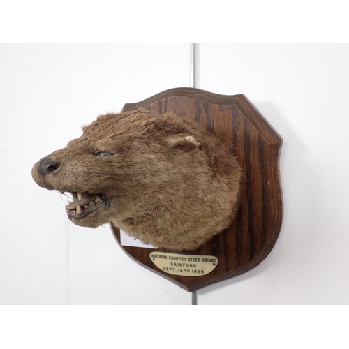 546 - A taxidermy Otter Mask on oak shield bearing ivorine label reading Northern Counties Otter Hounds, G... 