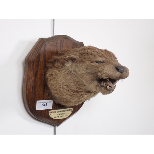 546 - A taxidermy Otter Mask on oak shield bearing ivorine label reading Northern Counties Otter Hounds, G... 