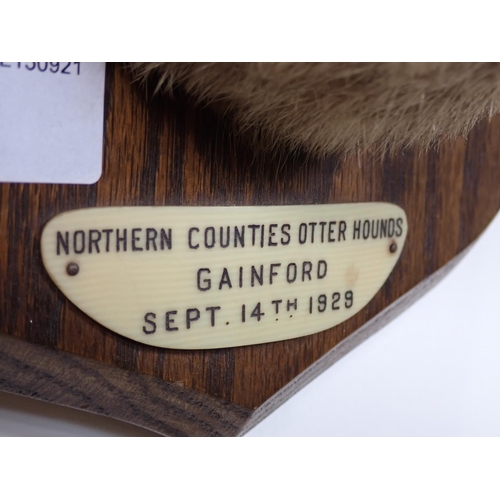 546 - A taxidermy Otter Mask on oak shield bearing ivorine label reading Northern Counties Otter Hounds, G... 