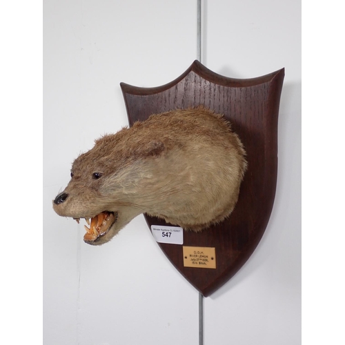 547 - A taxidermy Otter Mask by Peter Spicer & Sons with impressed stamp to rear, ivorine label reads D.O.... 