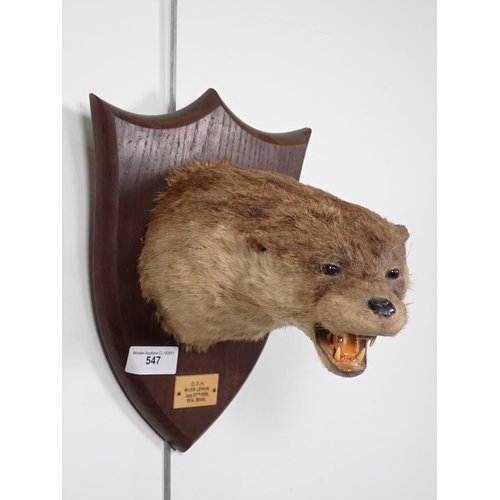 547 - A taxidermy Otter Mask by Peter Spicer & Sons with impressed stamp to rear, ivorine label reads D.O.... 