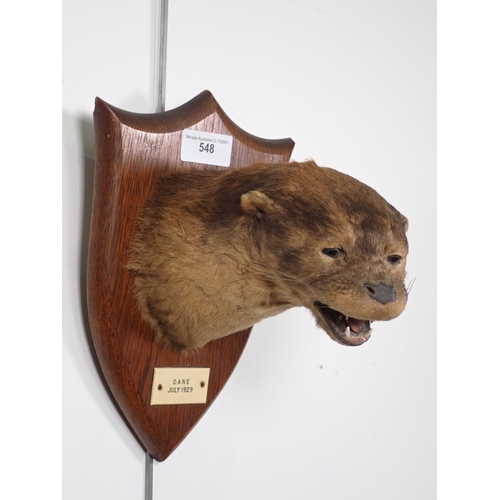 548 - A taxidermy Otter Mask by Peter Spicer & Sons with impressed stamp to rear, bearing ivorine label Da... 