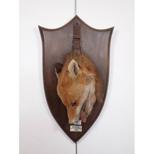 549 - A taxidermy Fox 'Death Mask' on oak shield with leather strap by Peter Spicer & Sons, with impressed... 