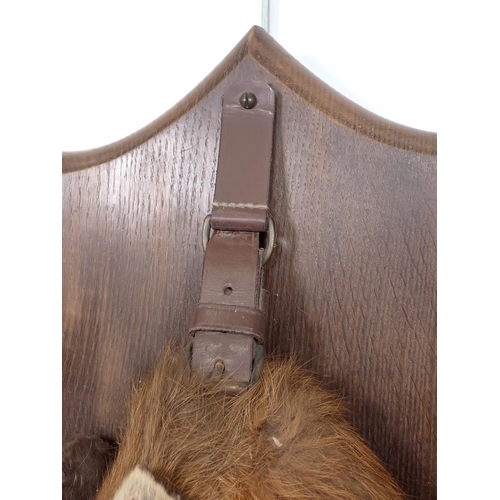 549 - A taxidermy Fox 'Death Mask' on oak shield with leather strap by Peter Spicer & Sons, with impressed... 