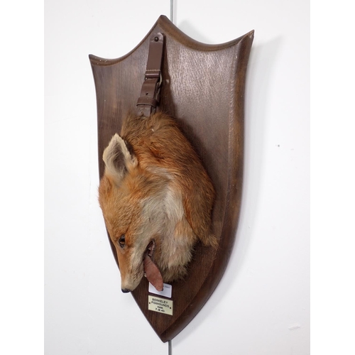 549 - A taxidermy Fox 'Death Mask' on oak shield with leather strap by Peter Spicer & Sons, with impressed... 