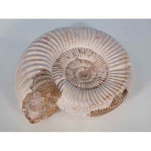 68A - A polished fossilised Perisphinctes 5in W