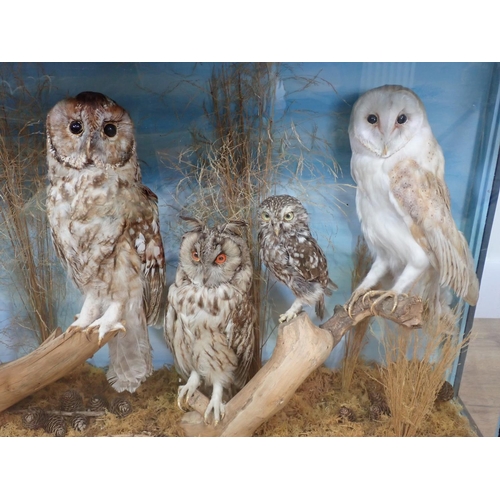 1039 - A Pre 1947 Taxidermy case displaying Short-eared Owl, Long-eared Owl, Tawny Owl, Barn Owl and Little... 