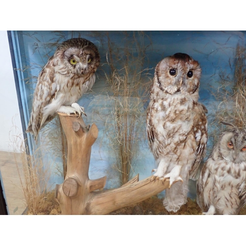 1039 - A Pre 1947 Taxidermy case displaying Short-eared Owl, Long-eared Owl, Tawny Owl, Barn Owl and Little... 