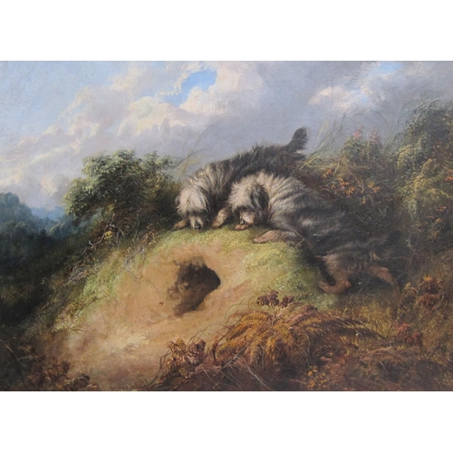 1109 - A.MEARNS. Terriers hunting, signed and dated '72, oil on canvas, 18 x 24in