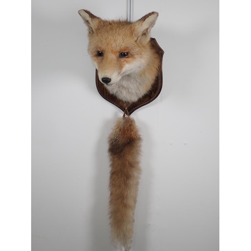 939 - A Fox Mask and Brush, on oak shield