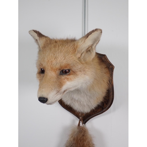 939 - A Fox Mask and Brush, on oak shield