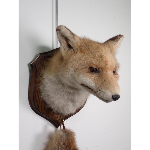 939 - A Fox Mask and Brush, on oak shield