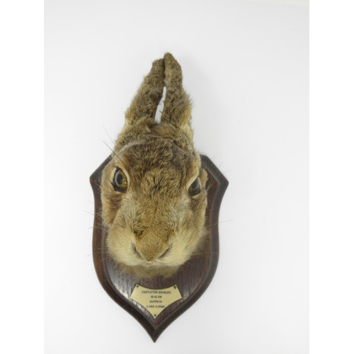 952 - A Hare Mask on oak shield 'Castleton Beagles 10.10.59 Duffryn'