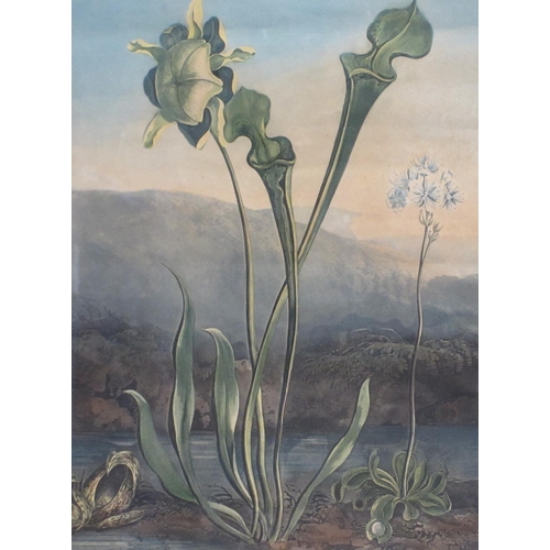 280 - AFTER R. REINAGLE. The Flowering Sensitive Plants; and American Bog Plants; colour reprints, origina... 