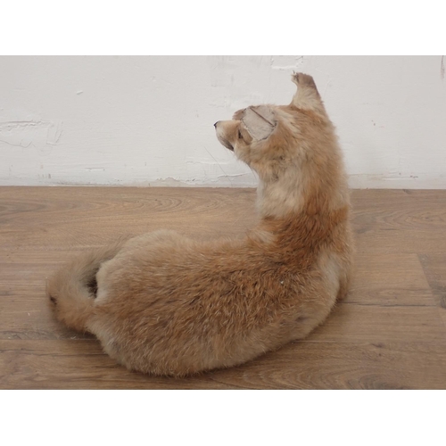 82 - A stuffed figure of a Fox, 14in L