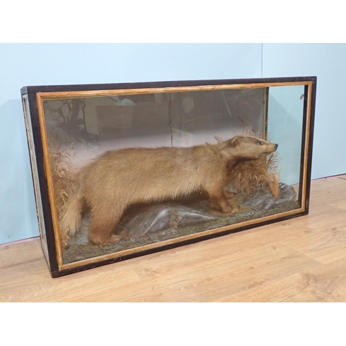 104 - An antique ebonised and glazed taxidermy Case displaying a mounted Badger amongst vegetation 3ft 5in... 