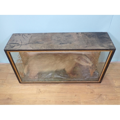 104 - An antique ebonised and glazed taxidermy Case displaying a mounted Badger amongst vegetation 3ft 5in... 