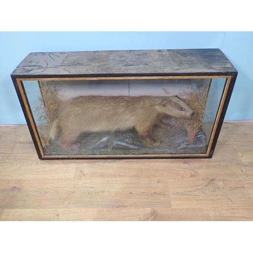 104 - An antique ebonised and glazed taxidermy Case displaying a mounted Badger amongst vegetation 3ft 5in... 