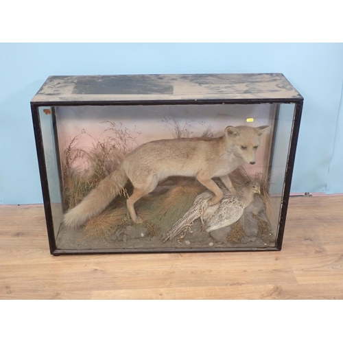 105 - An antique ebonised and glazed taxidermy Case displaying a mounted Fox with pheasant prey 3ft 4in W ... 