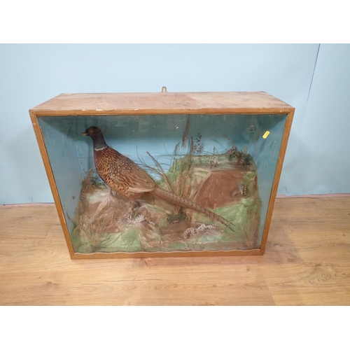 105 - An antique ebonised and glazed taxidermy Case displaying a mounted Fox with pheasant prey 3ft 4in W ... 