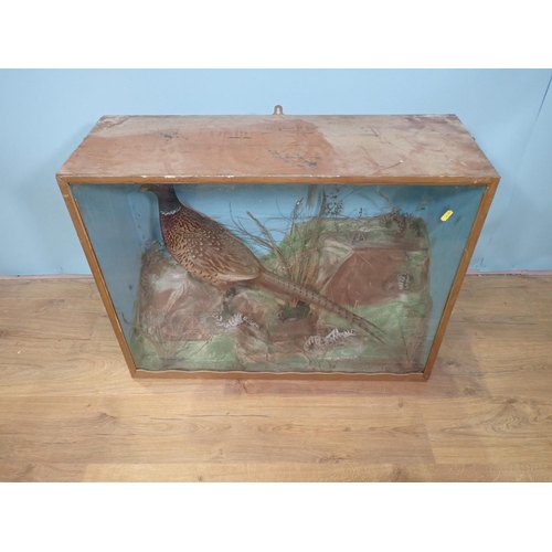 110 - A taxidermy Case displaying a mounted cock Pheasant perched upon replica rocks 2ft 9in W x 2ft 1in H