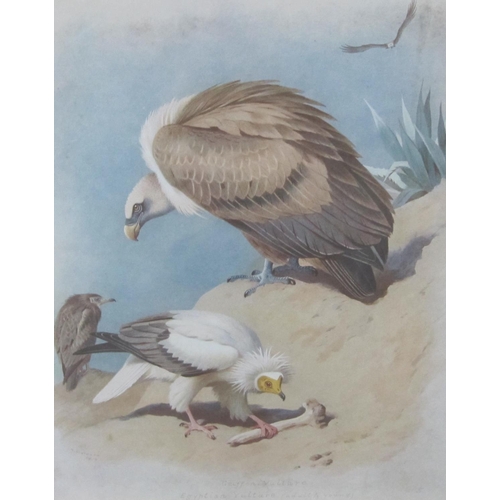 284 - AFTER ARCHIBALD THORBURN. Osprey; and Griffon Vulture, colour prints, 14 x 12in; and three other pri... 