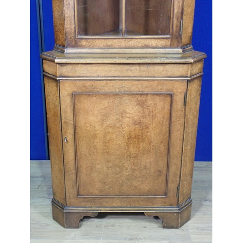 537 - A burr walnut and mahogany veneered standing Corner Cabinet 6ft 1in H x 2ft 1in W