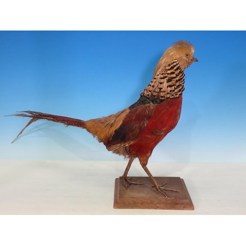 342 - A mounted Golden Pheasant on a wooden stand, 13 in H