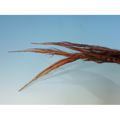 342 - A mounted Golden Pheasant on a wooden stand, 13 in H