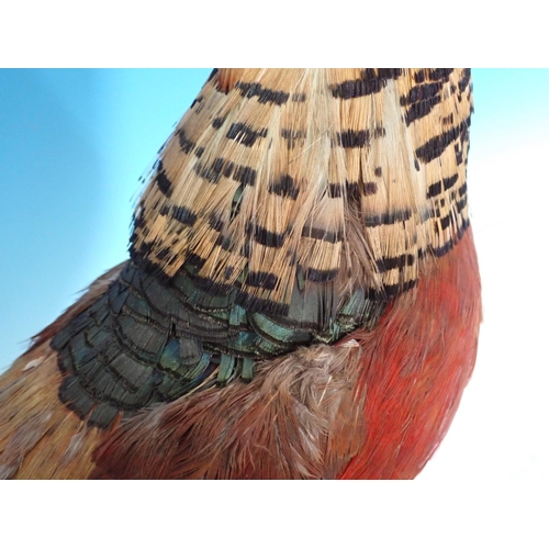 342 - A mounted Golden Pheasant on a wooden stand, 13 in H